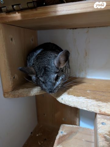 מכרסם צ'ינצ'ילה