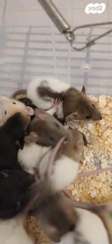 מכרסם חולדה