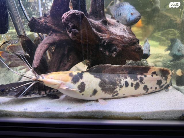 דג דגי חתול