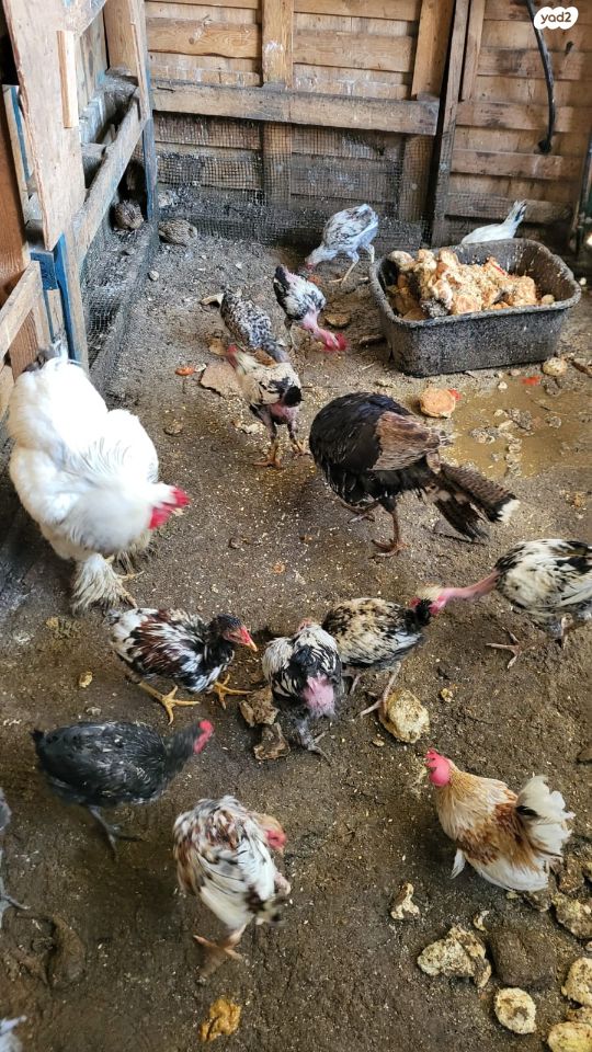 חיית משק בלאדי