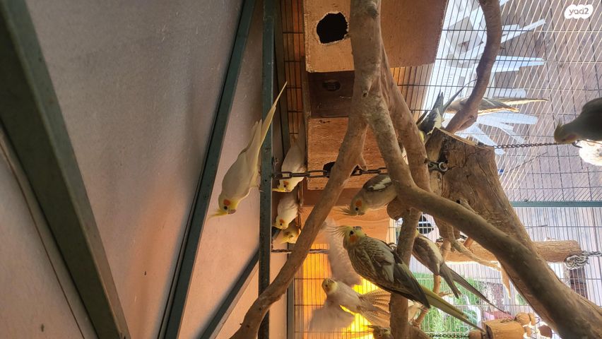 תוכי קוקוטייל