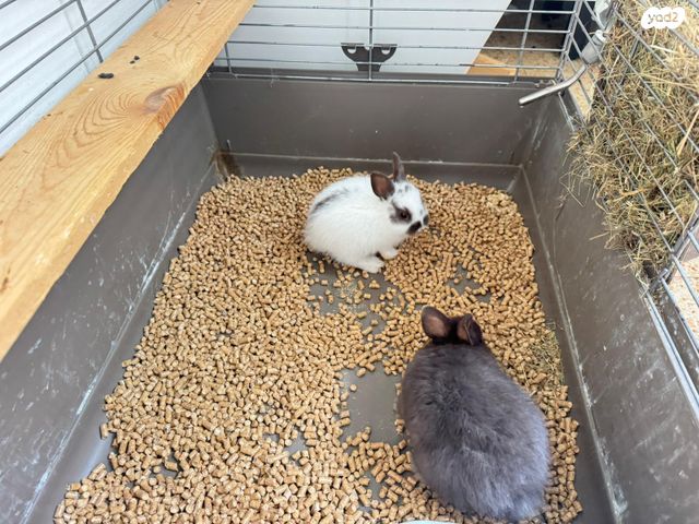 מכרסם ארנב \ שפן