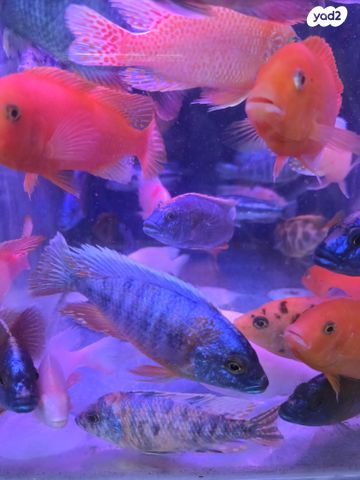 דג ציקלידים