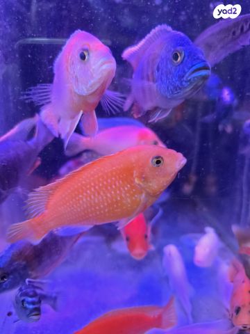 דג ציקלידים