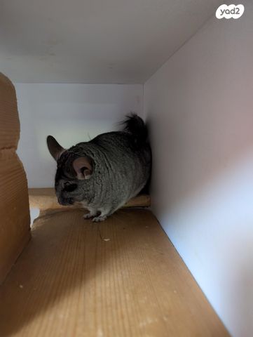 מכרסם צ'ינצ'ילה