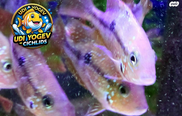 דג ציקלידים