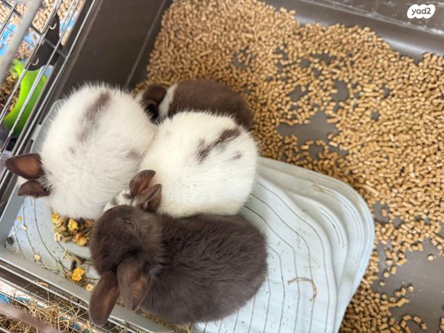 מכרסם ארנב \ שפן