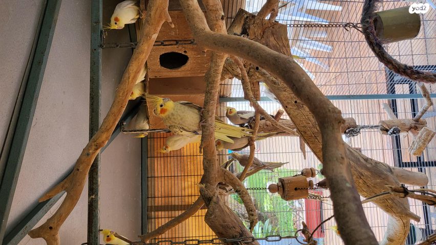 תוכי קוקוטייל