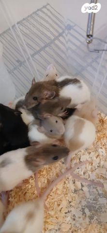 מכרסם חולדה