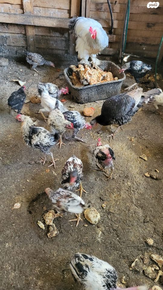 חיית משק בלאדי