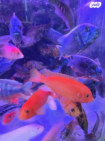 דג ציקלידים