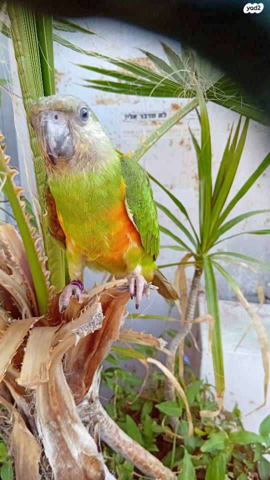 תוכי פרקיטים אוסטרלים