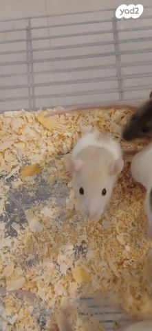 מכרסם חולדה