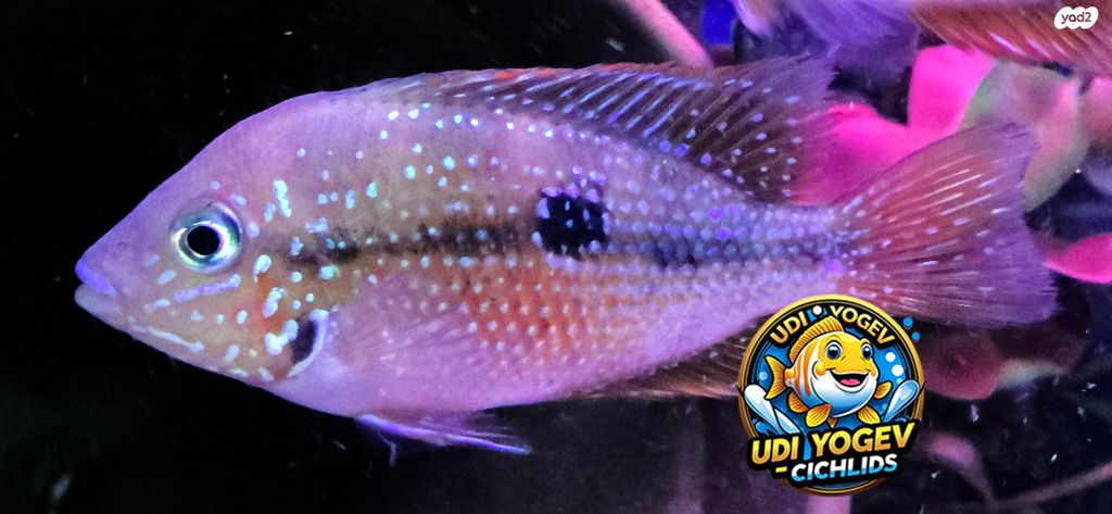 דג ציקלידים