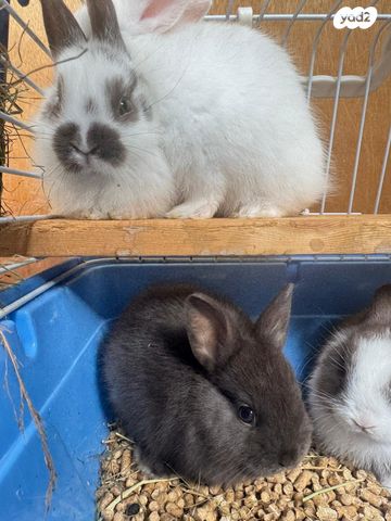 מכרסם ארנב \ שפן