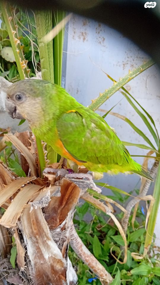 תוכי פרקיטים אוסטרלים
