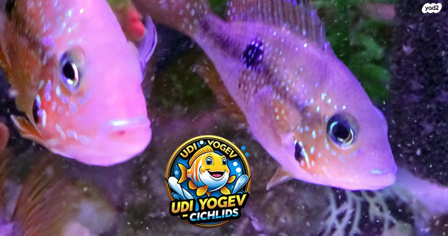 דג ציקלידים