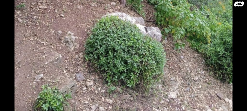 דירה, הס 28, הדר עליון, חיפה