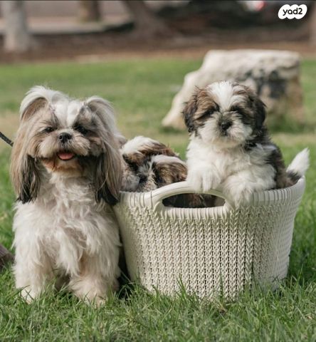 תמונת מודעה - חיות מחמד