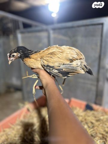 תמונת מודעה - חיות מחמד