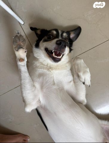 תמונת מודעה - חיות מחמד