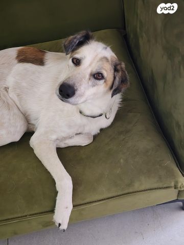 תמונת מודעה - חיות מחמד