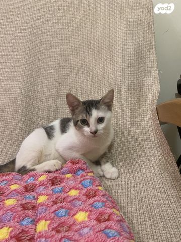 תמונת מודעה - חיות מחמד