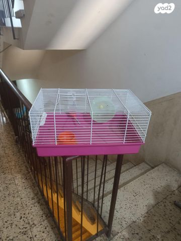 תמונת מודעה - חיות מחמד