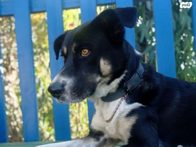 תמונת מודעה - חיות מחמד