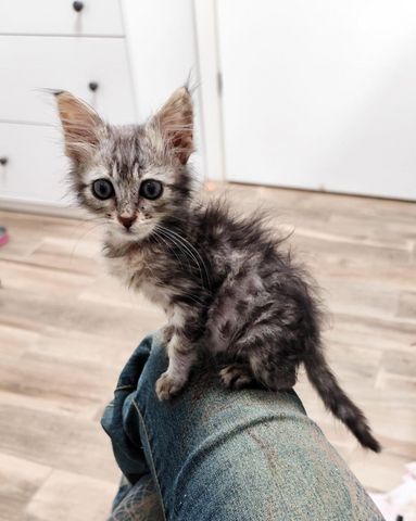 תמונת מודעה - חיות מחמד