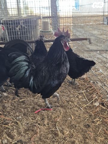 תמונת מודעה - חיות מחמד