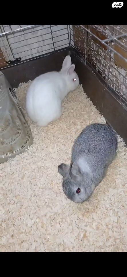 תמונת מודעה - חיות מחמד