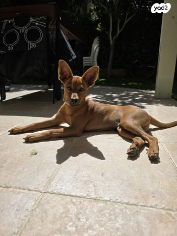 תמונת מודעה - חיות מחמד