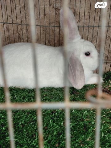 תמונת מודעה - חיות מחמד