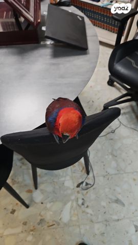 תמונת מודעה - חיות מחמד