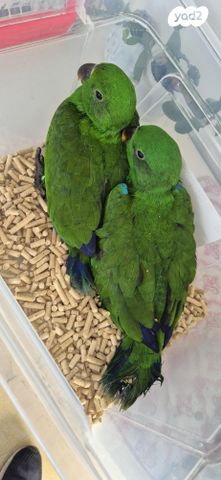 תמונת מודעה - חיות מחמד