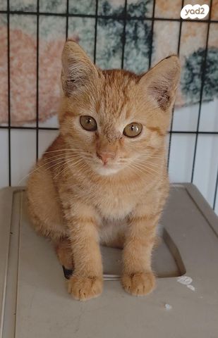 תמונת מודעה - חיות מחמד