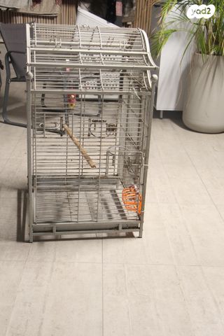 תמונת מודעה - חיות מחמד