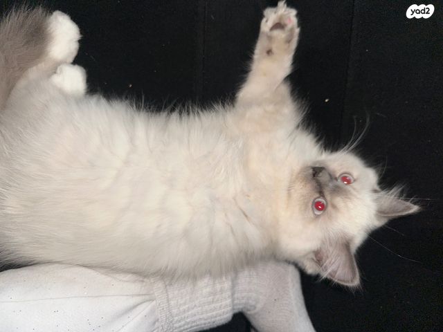 תמונת מודעה - חיות מחמד