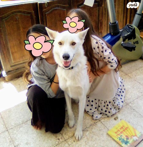 תמונת מודעה - חיות מחמד