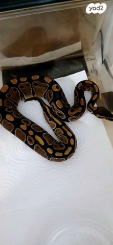 תמונת מודעה - חיות מחמד