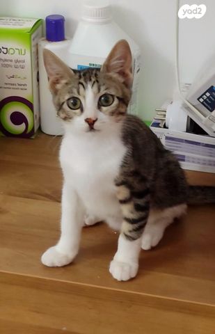 תמונת מודעה - חיות מחמד