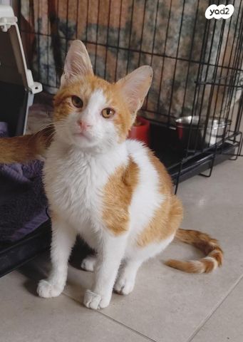 תמונת מודעה - חיות מחמד