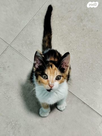 תמונת מודעה - חיות מחמד