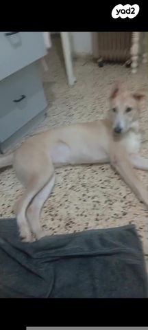 תמונת מודעה - חיות מחמד