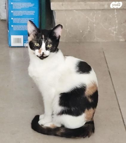 תמונת מודעה - חיות מחמד