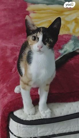 תמונת מודעה - חיות מחמד