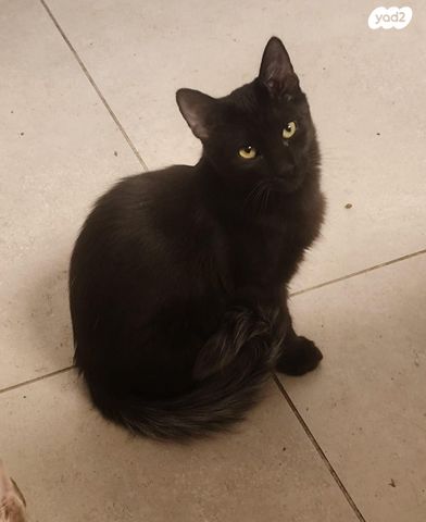 תמונת מודעה - חיות מחמד