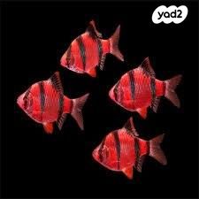 תמונת מודעה - חיות מחמד