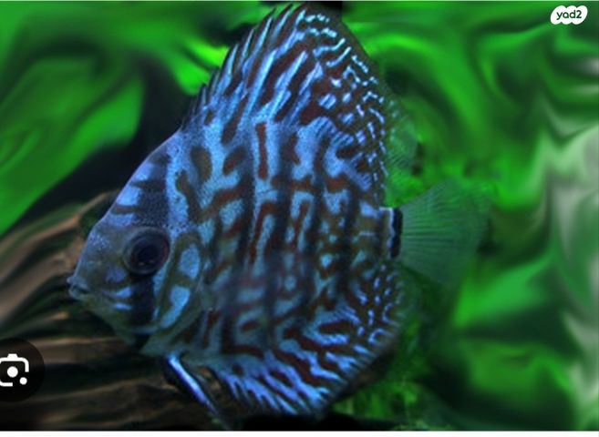 תמונת מודעה - חיות מחמד